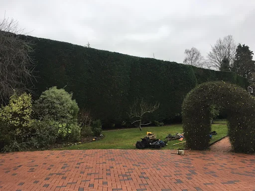 Elmbridge Tree Services Ltd photo 1