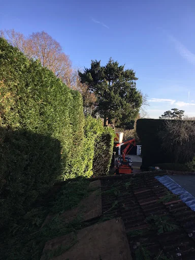 Elmbridge Tree Services Ltd photo 2