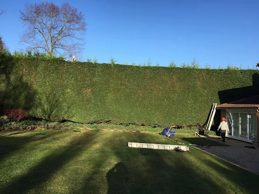 Elmbridge Tree Services Ltd photo 3