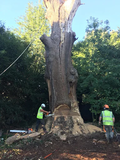 Elmbridge Tree Services Ltd photo 4