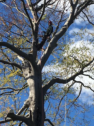 Elmbridge Tree Services Ltd photo 6