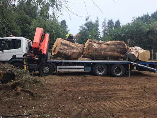 Elmbridge Tree Services Ltd photo 7