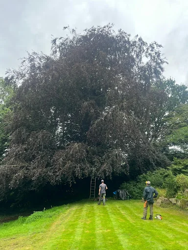 SOUTH EAST FORESTRY AND TREE SERVICES LIMITED photo 1