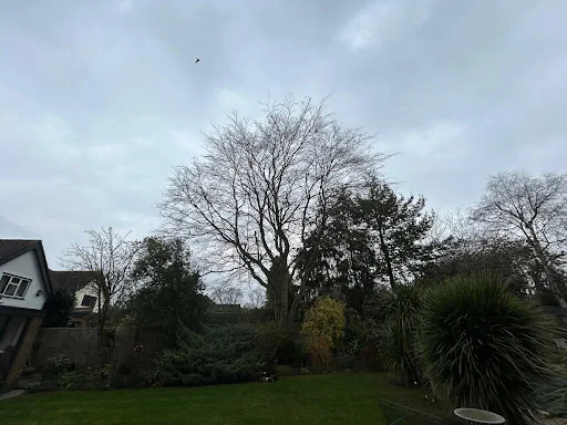 SOUTH EAST FORESTRY AND TREE SERVICES LIMITED photo 2