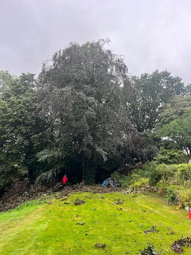 SOUTH EAST FORESTRY AND TREE SERVICES LIMITED photo 3