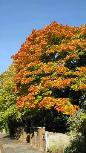 Turner Tree Care Ltd photo 1