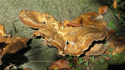 Turner Tree Care Ltd photo 3