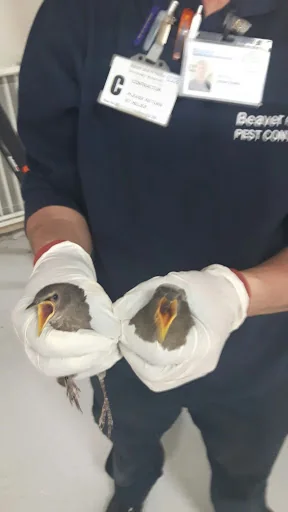 Beaver Pest Control photo 5