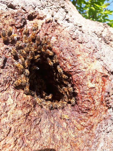 Beaver Pest Control photo 7