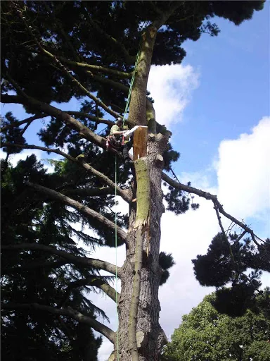 Broadoak Tree Care photo 1