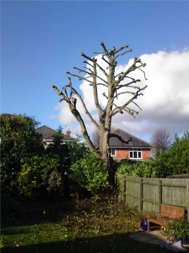 Broadoak Tree Care photo 3