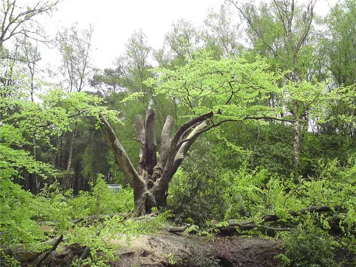 Broadoak Tree Care photo 5