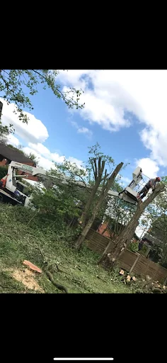 Goodall Tree Services photo 1