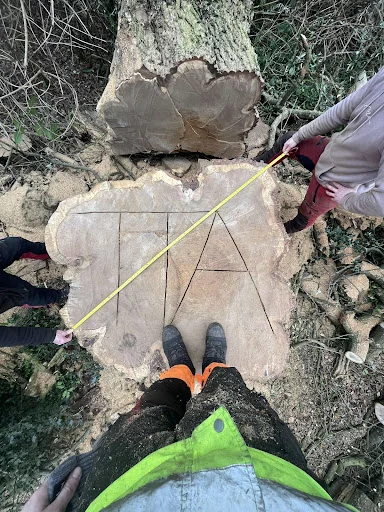 Goodall Tree Services photo 3