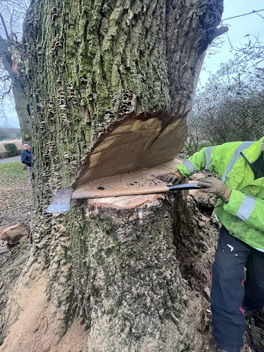 Goodall Tree Services photo 5