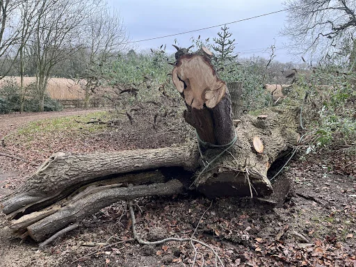 Goodall Tree Services photo 6