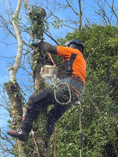 The English Garden Company Ltd photo 3