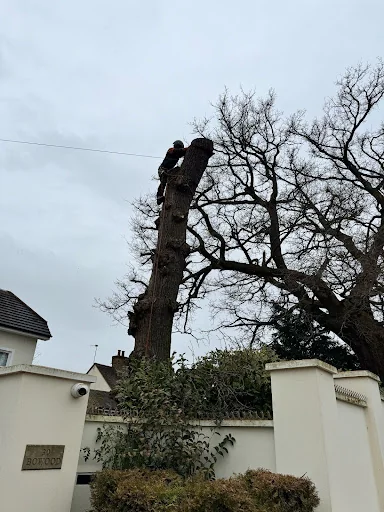 The English Garden Company Ltd photo 4