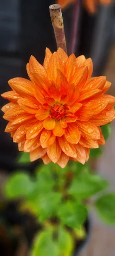 The English Garden Company Ltd photo 6