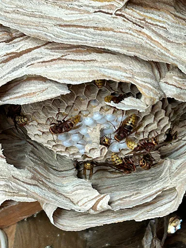 Guildford Pest Control Ltd photo 8