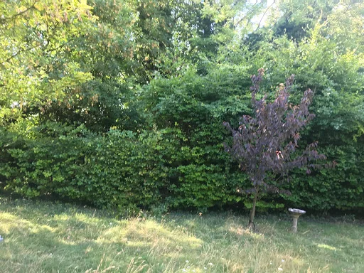 Southern Tree Care photo 1