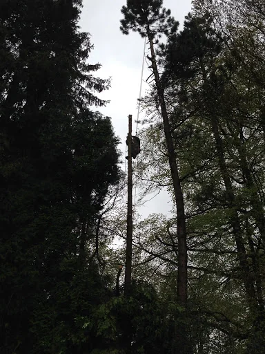 Southern Tree Care photo 2