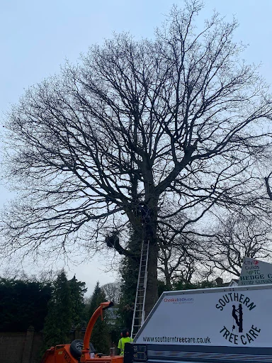 Southern Tree Care photo 6