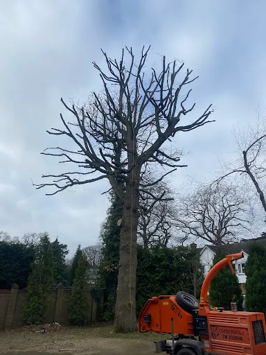 Southern Tree Care photo 7