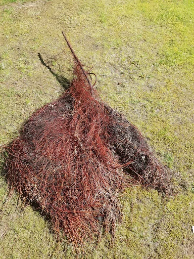 DL Wood Drain Services photo 3