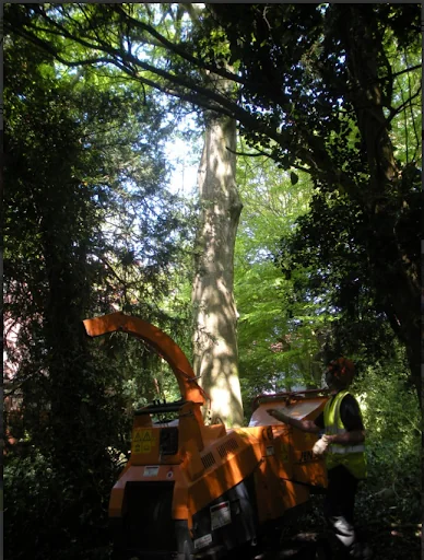 Worthy Treecare photo 1