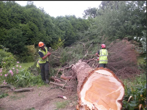 Worthy Treecare photo 2