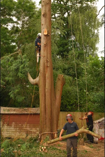 Worthy Treecare photo 4