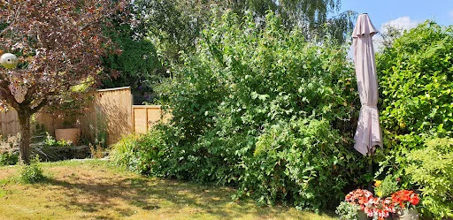 Be Wise Garden Services photo 7