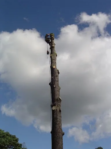 Stump &amp; Grind Ltd photo 2