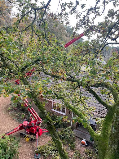 Mark Hooper Tree Care photo 3