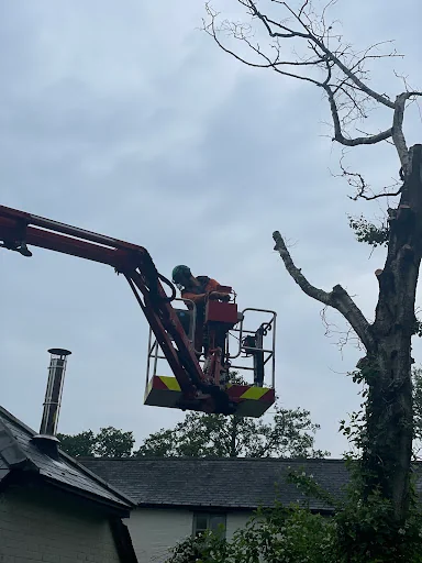 Mark Hooper Tree Care photo 6