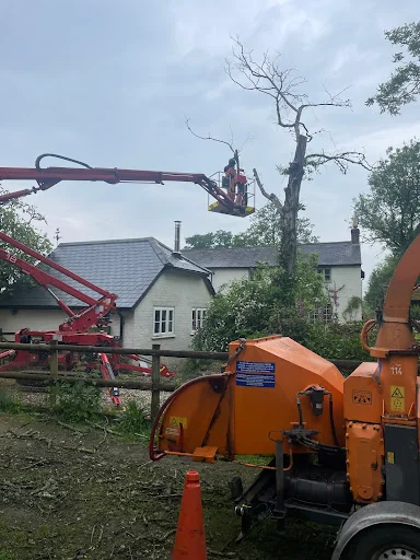 Mark Hooper Tree Care photo 7