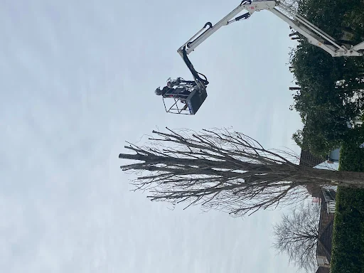 Alan Brind Tree Services photo 3