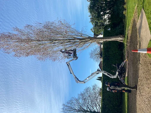 Alan Brind Tree Services photo 4