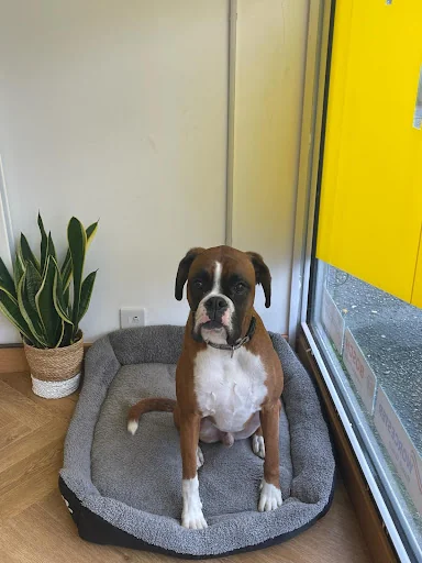 Safe Gas Plumbing &amp; Electrics photo 2