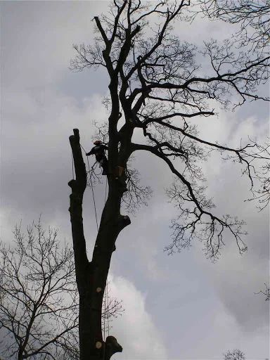 Apex Tree Surgeons Ltd photo 1