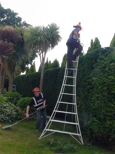 Apex Tree Surgeons Ltd photo 4