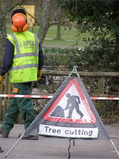Apex Tree Surgeons Ltd photo 5