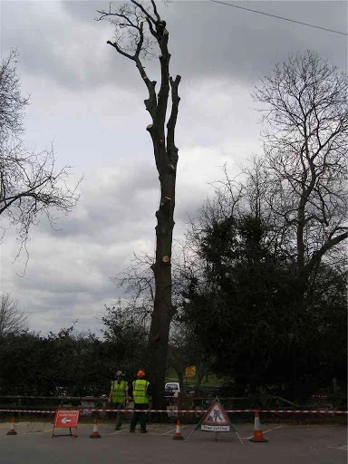 Apex Tree Surgeons Ltd photo 6