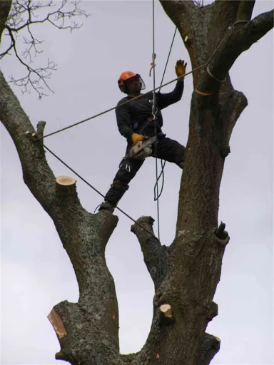 Apex Tree Surgeons Ltd photo 7