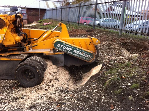 Sycamore Tree Surgeons photo 1