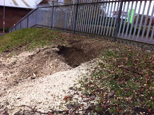 Sycamore Tree Surgeons photo 2