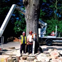 Sycamore Tree Surgeons photo 4