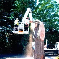 Sycamore Tree Surgeons photo 5