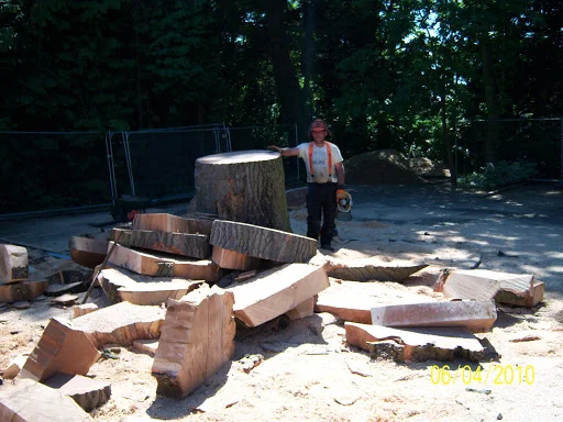 Sycamore Tree Surgeons photo 6